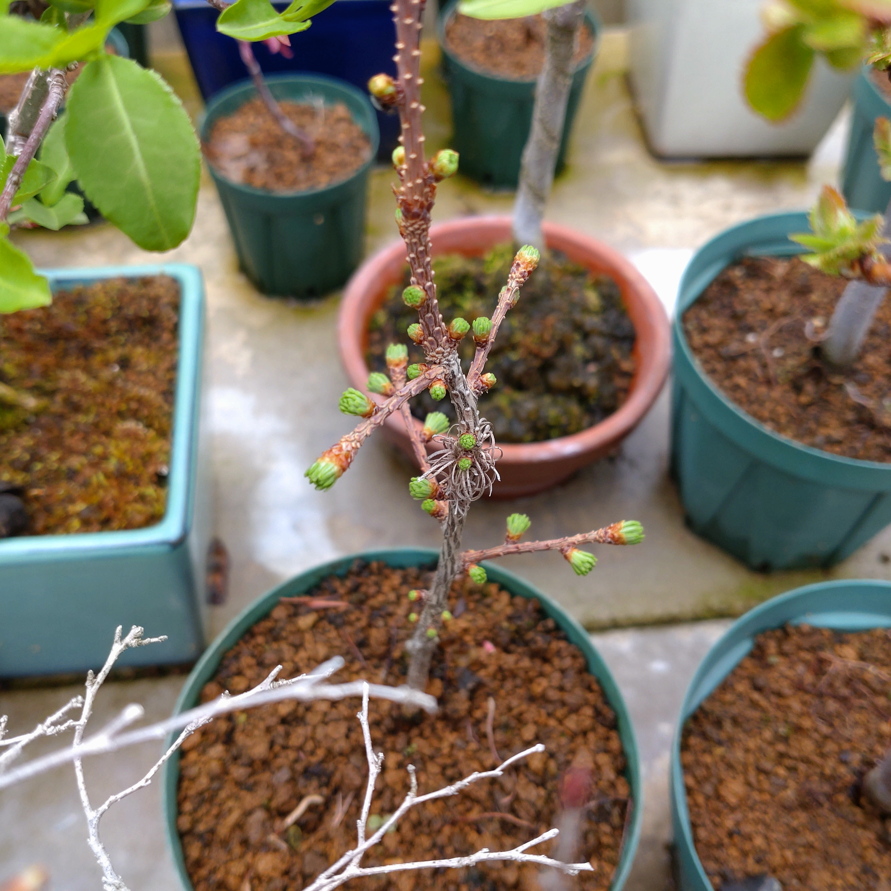 唐松の芽出し