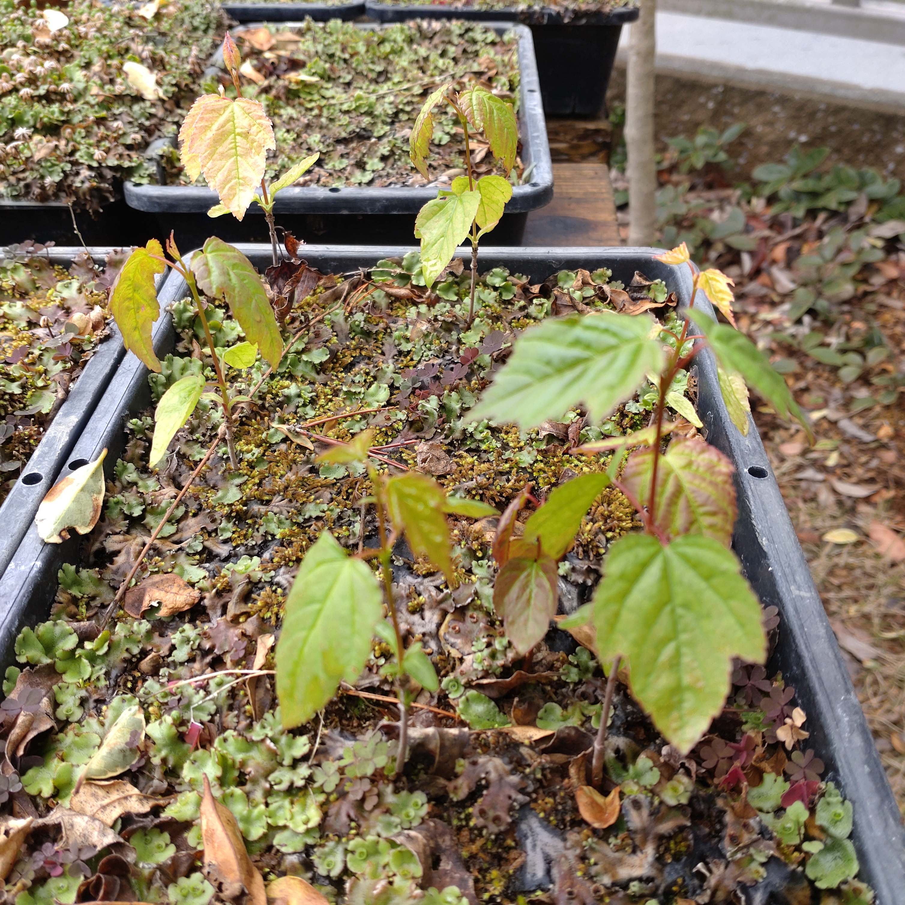 カラコギカエデの発芽