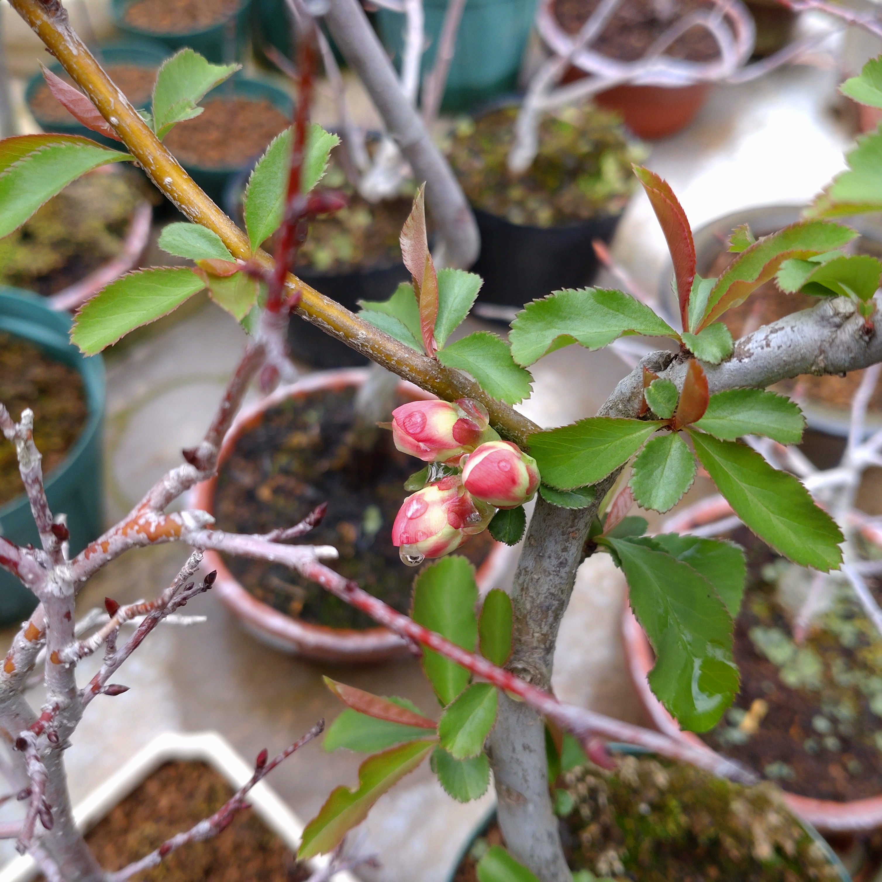 木瓜の蕾