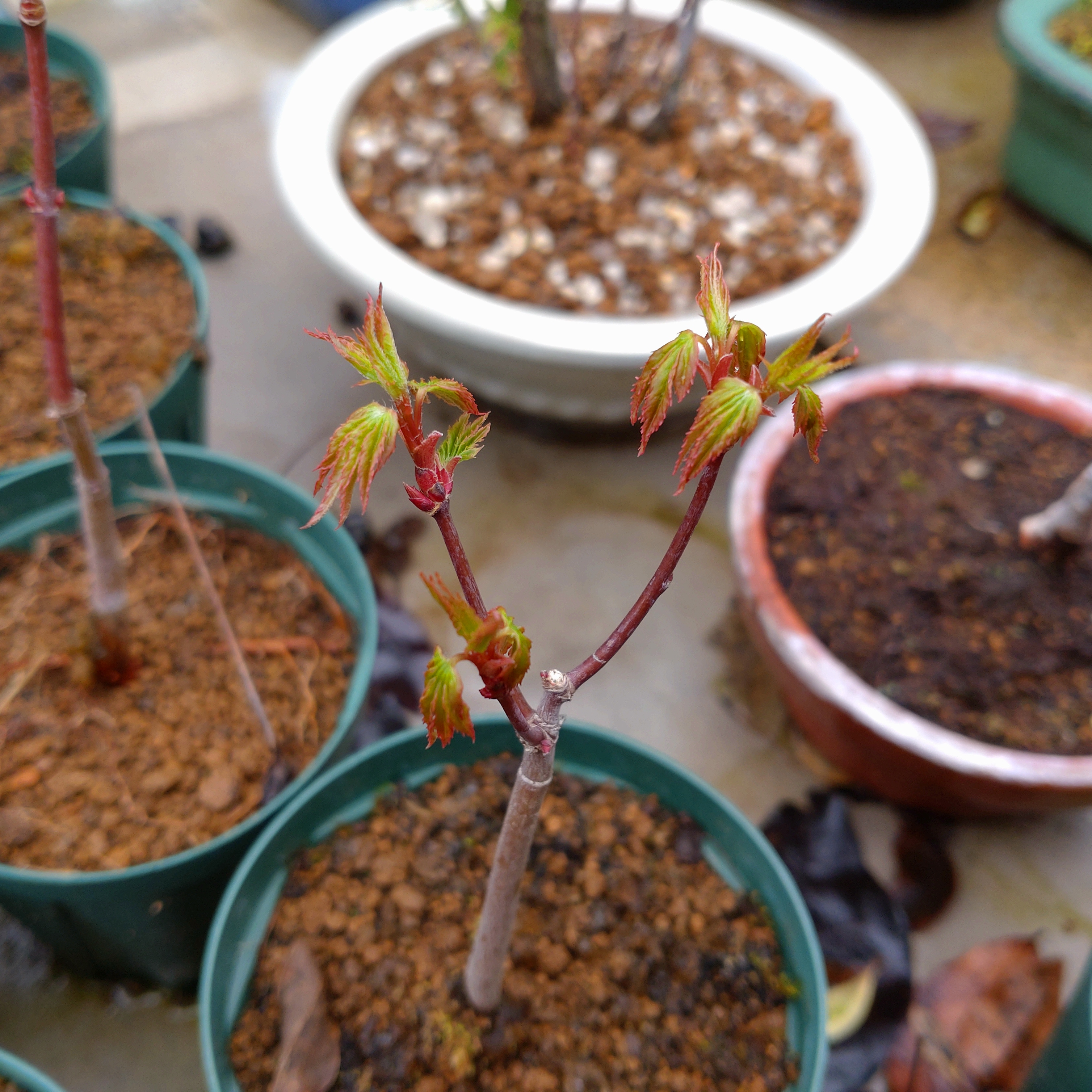 イロハモミジの芽出し