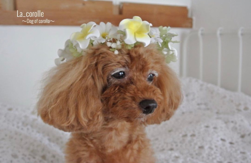 わんこの花冠♡