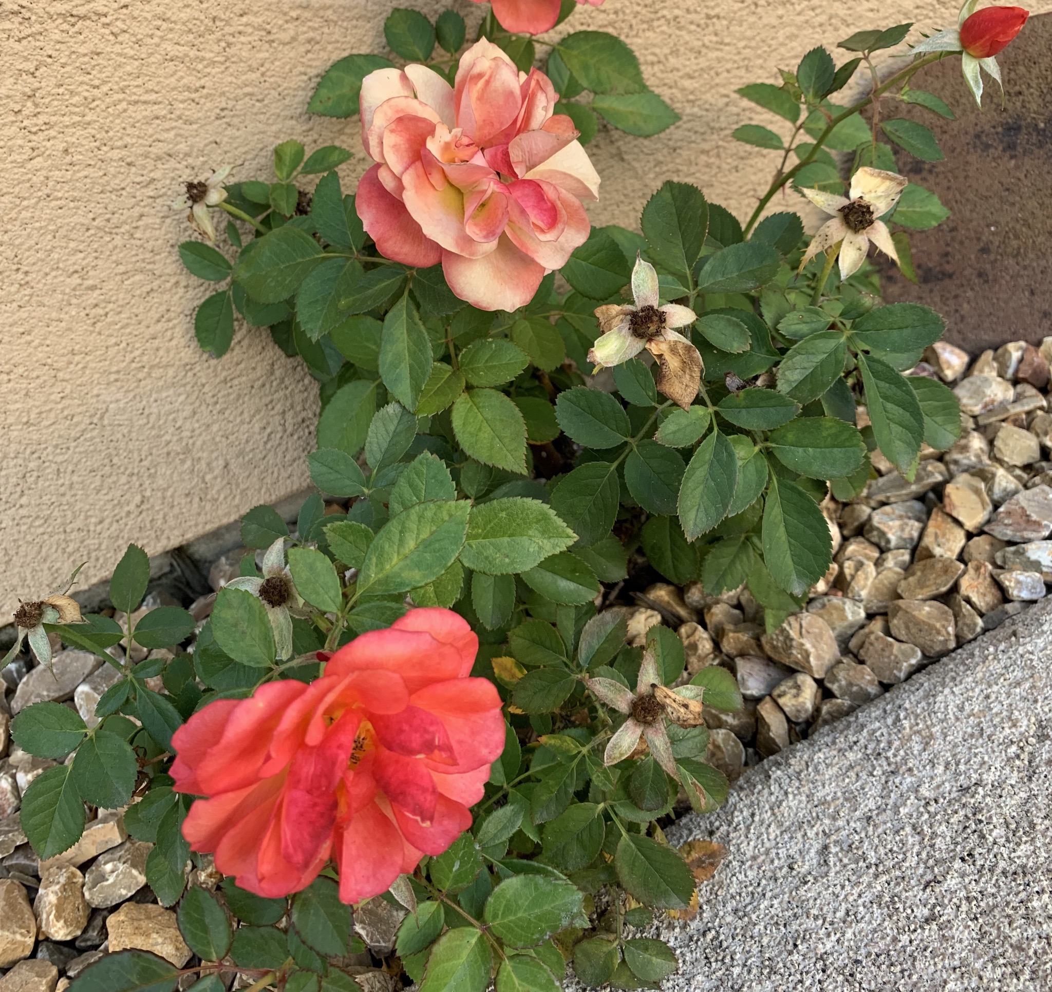 スキャニング✨✨✨