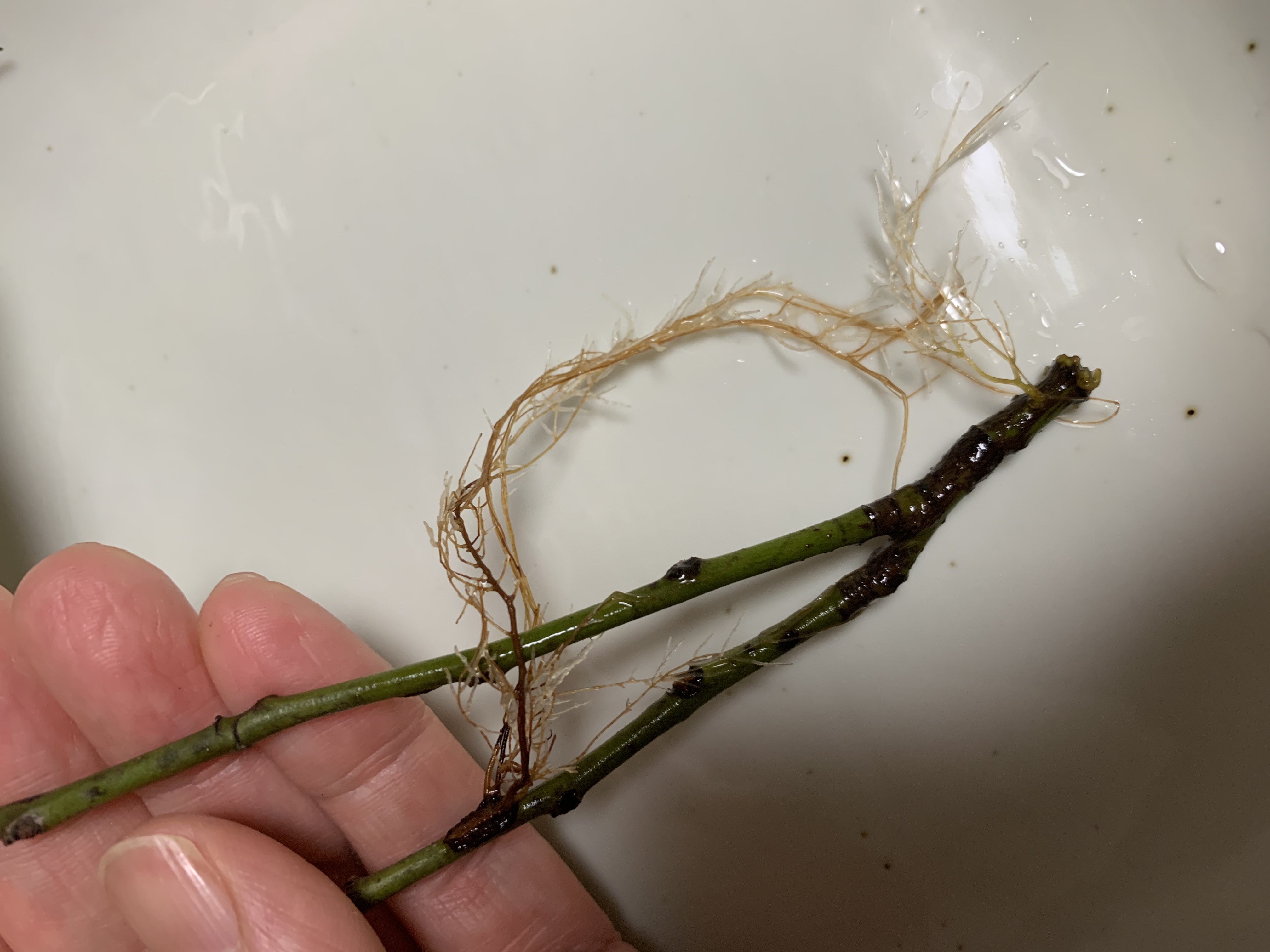 今日は、魚座新月✨