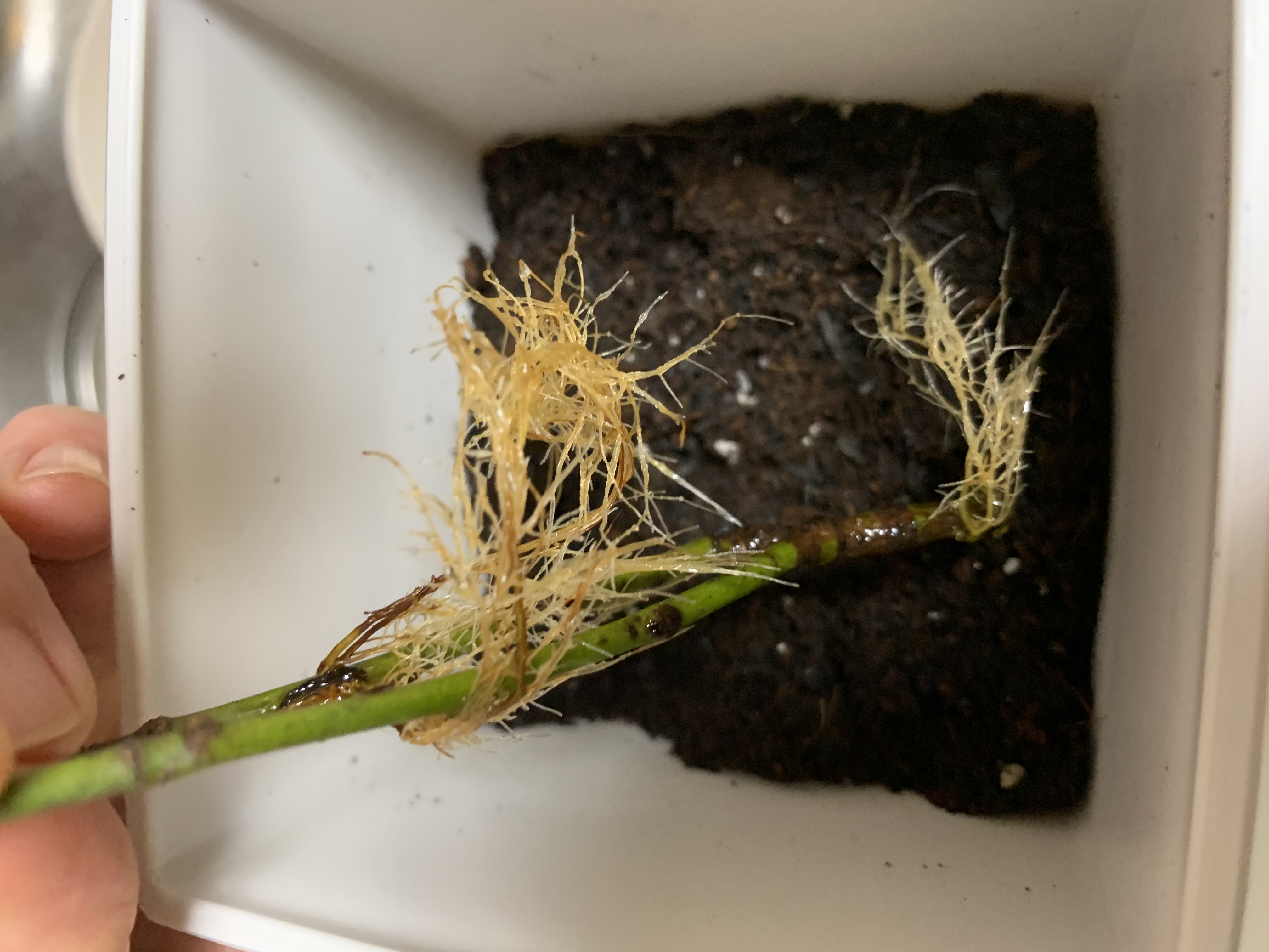 牡羊座新月(^-^)