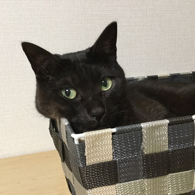 オンラインショップをオープンしました。