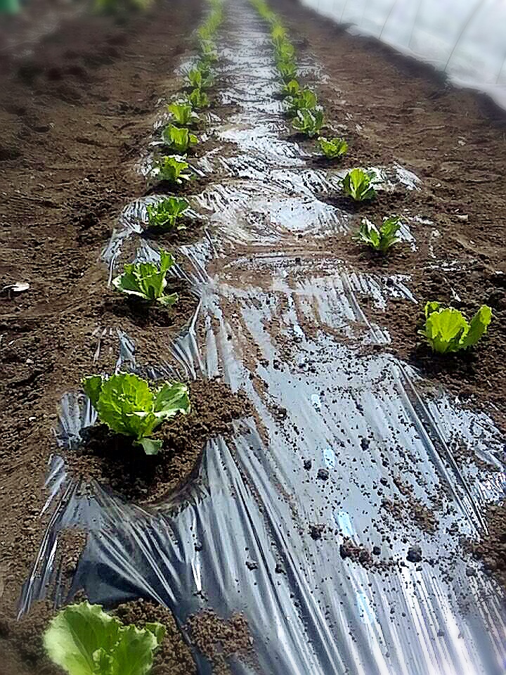 植え付け レタス栽培記録 01 島田農園 植え付け レタス栽培記録 01 島田農園