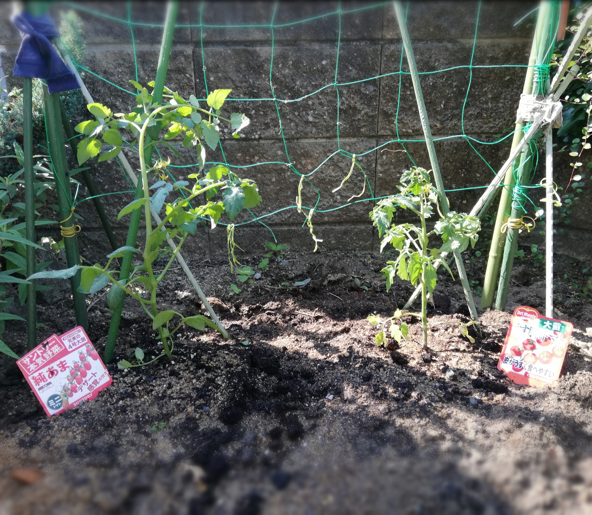 ミニトマト植え付けました