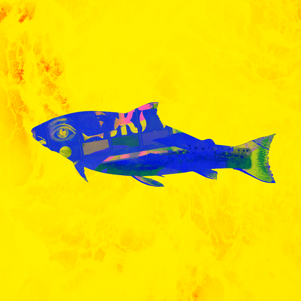 vivid - Fish