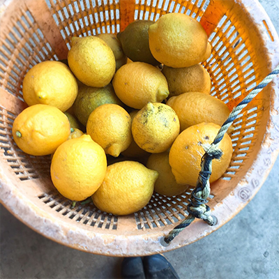 2月21日：昨年好評の「無農薬レモン」早期限定販売いたします！