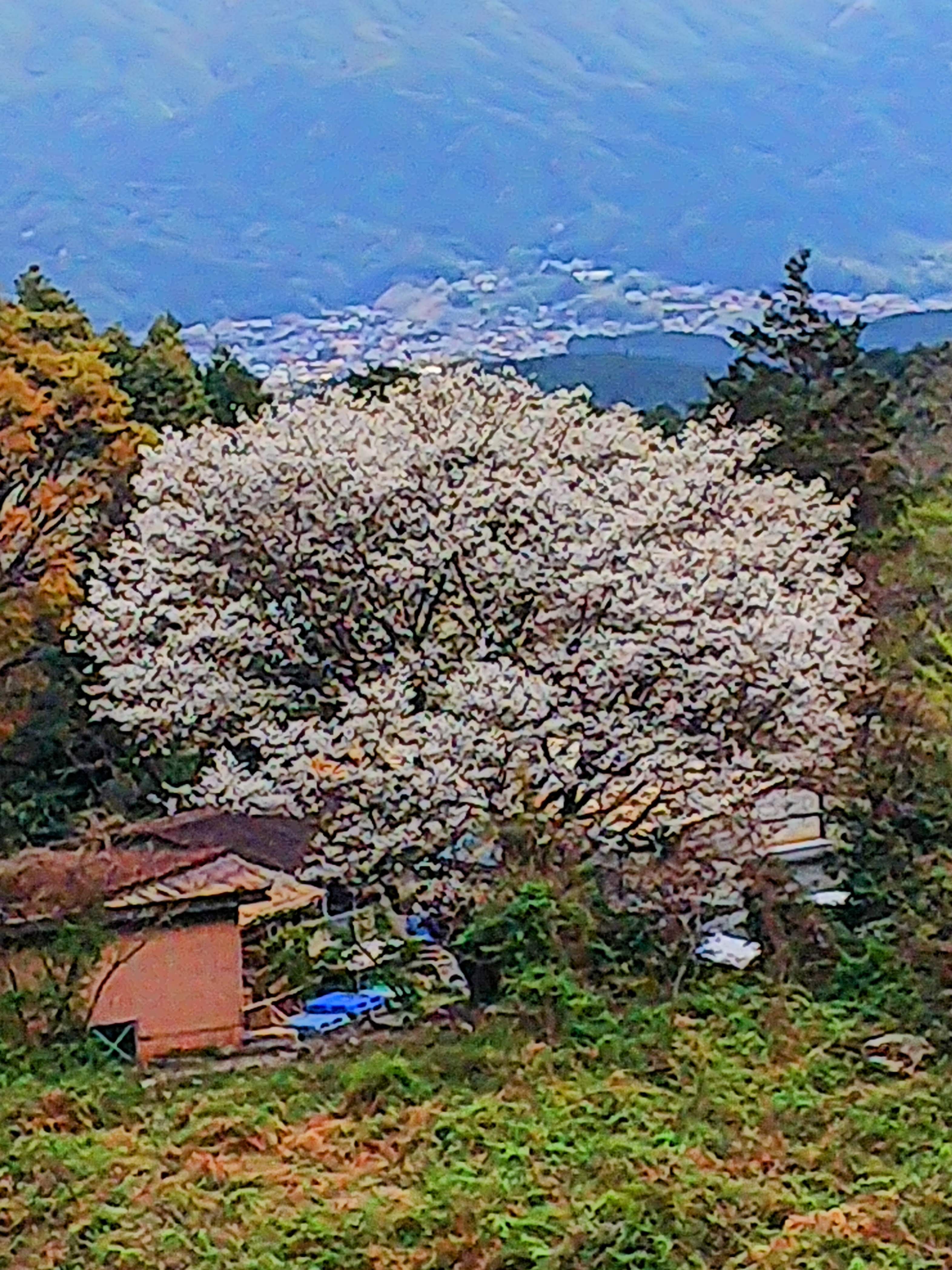 福岡、早良の仕事場の山桜が満開を迎えています！今週は、気温が低いので桜も長持ちしそうです。