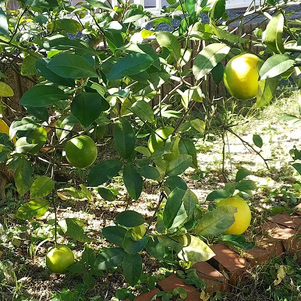 毎度＊庭のレモンの樹に、たわわに実が付きました！！