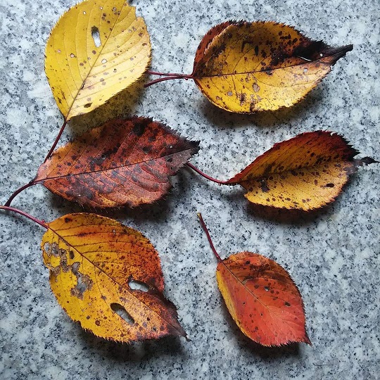 毎度＊仕事場の山桜も冬支度！！