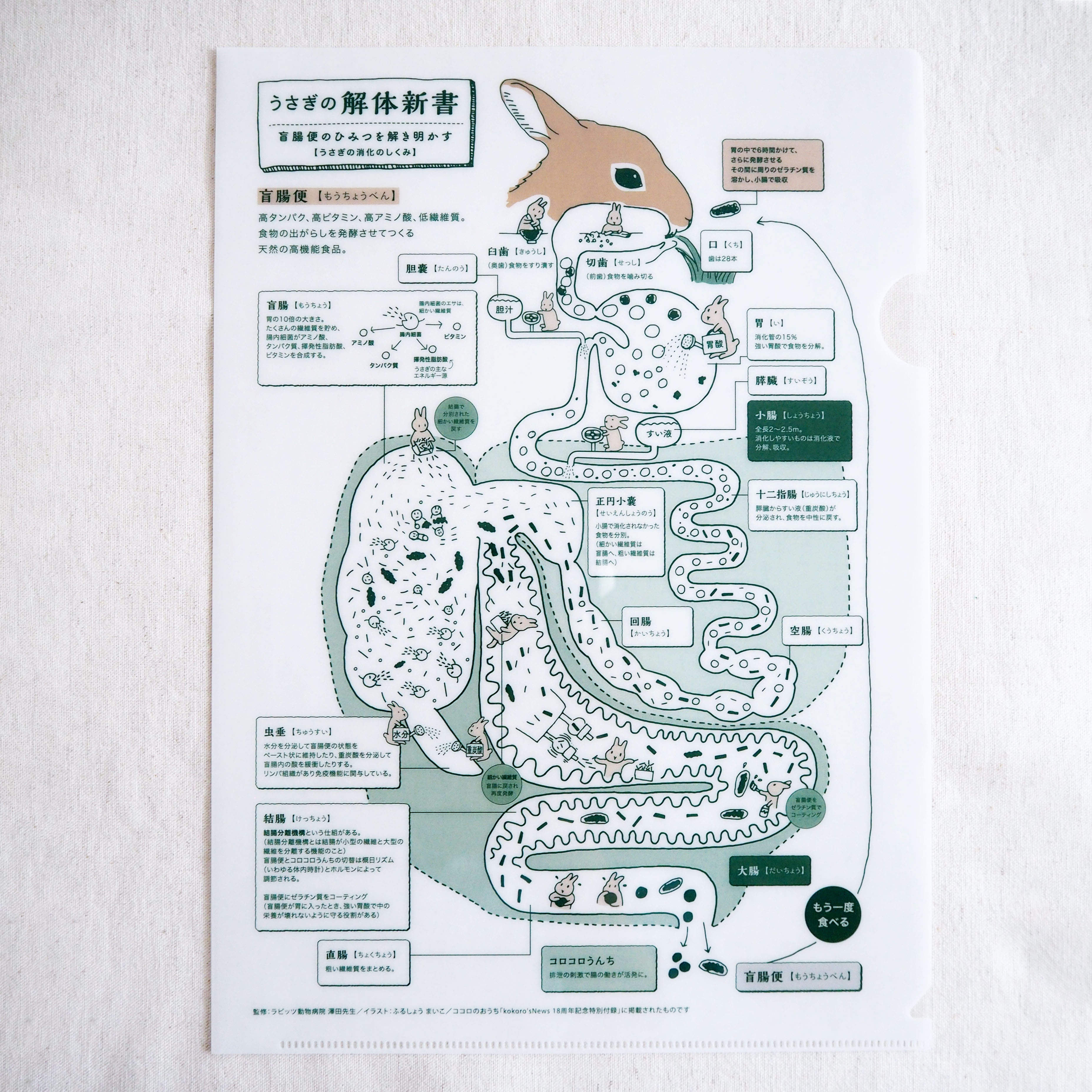 うさぎの消化のしくみを、いつでも見返せる学習クリアファイル