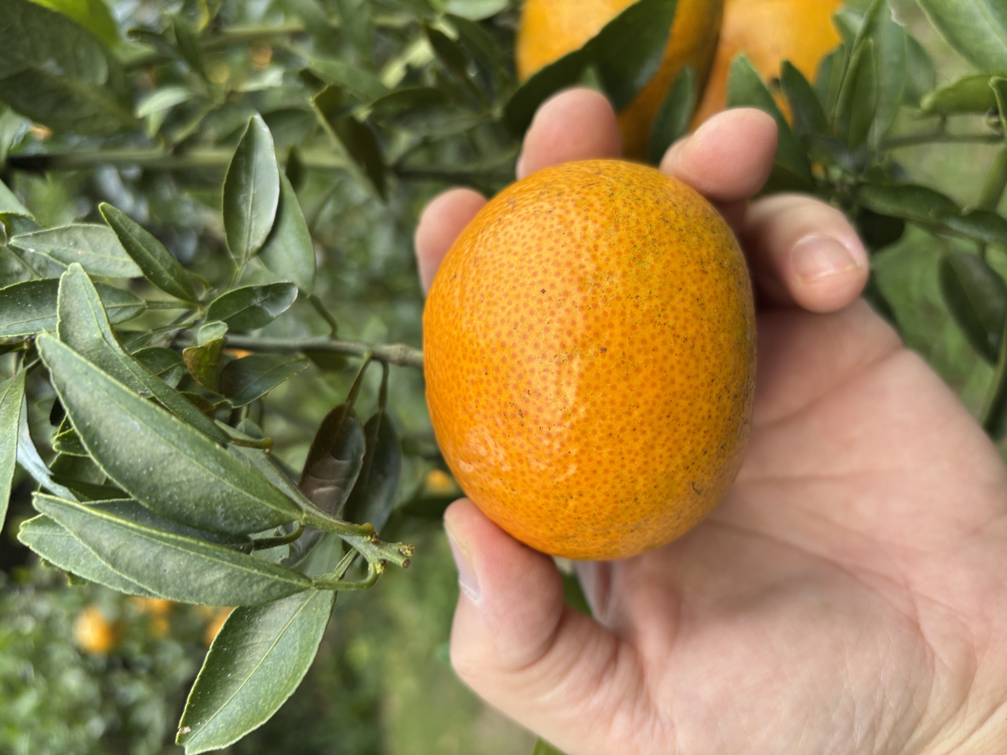 奄美つのかがやき（津之輝）✨