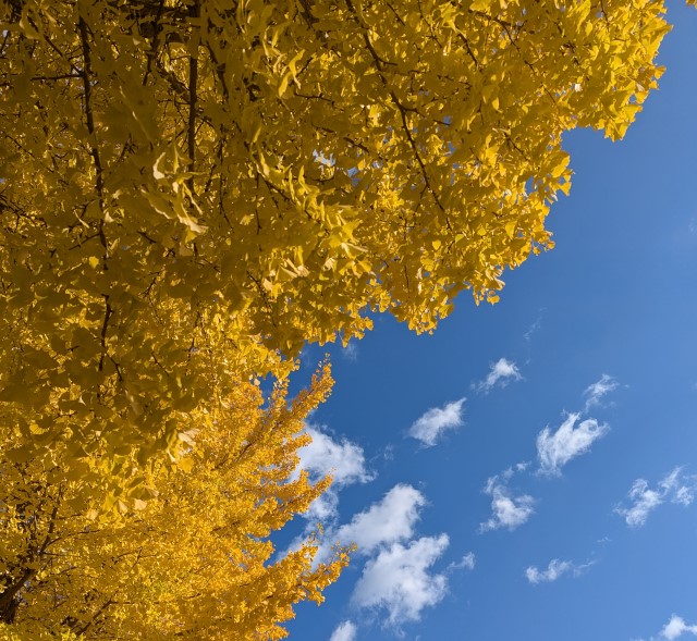 10月に注目を集めたのはこちらのお着物