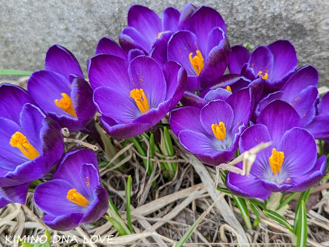 2026年3月の休業日のお知らせ