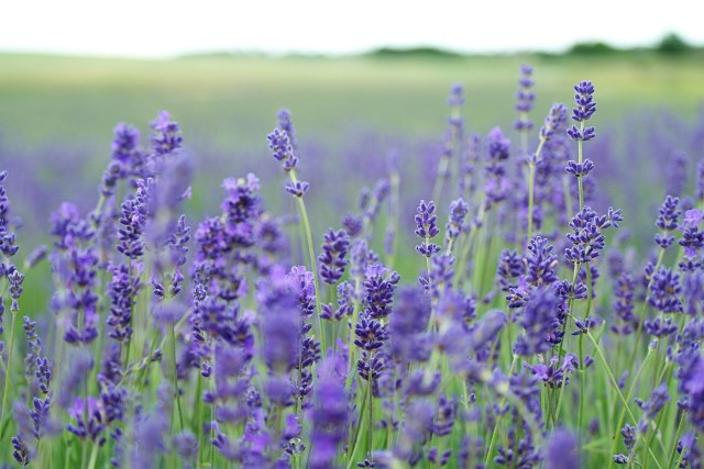 夏の汗対策、万全ですか？お着物を脱いだ後お腹周りをかきむしるあなたへ