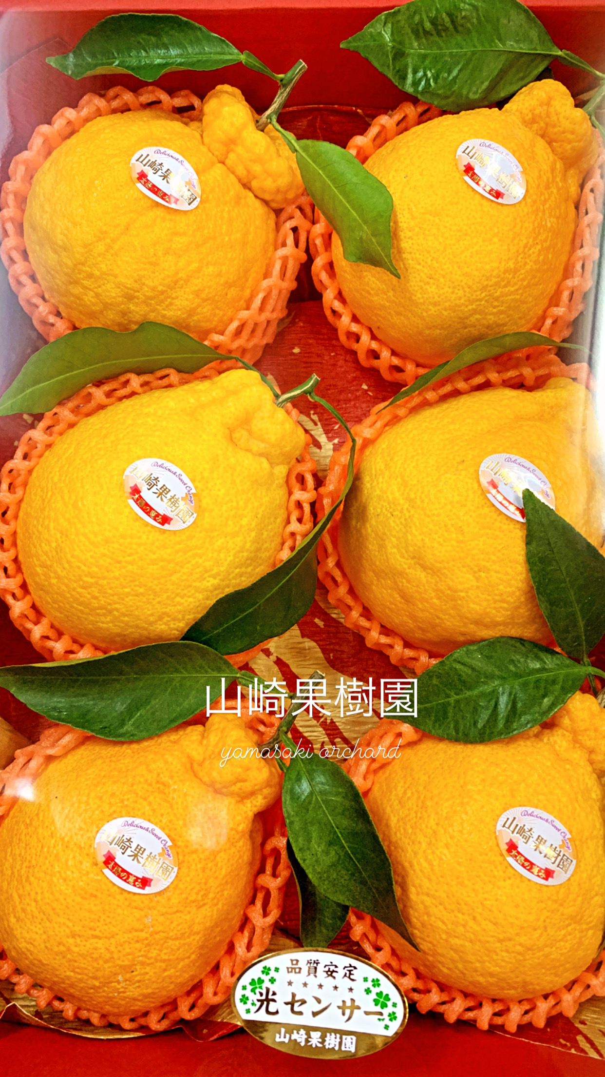 加温もうすぐ完売でございます