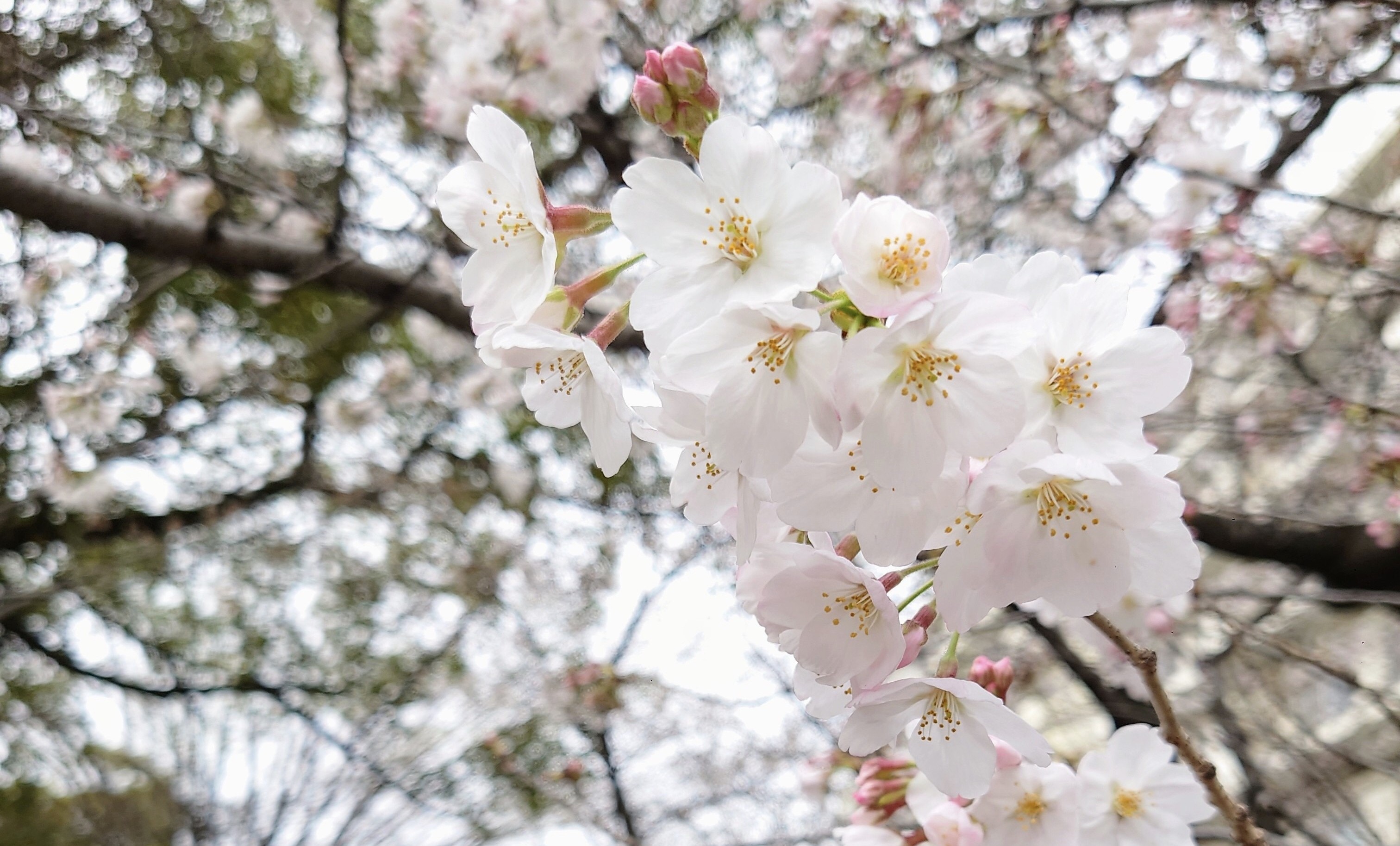 【数量限定コーヒー豆】ブラジル　サクラブルボン販売開始