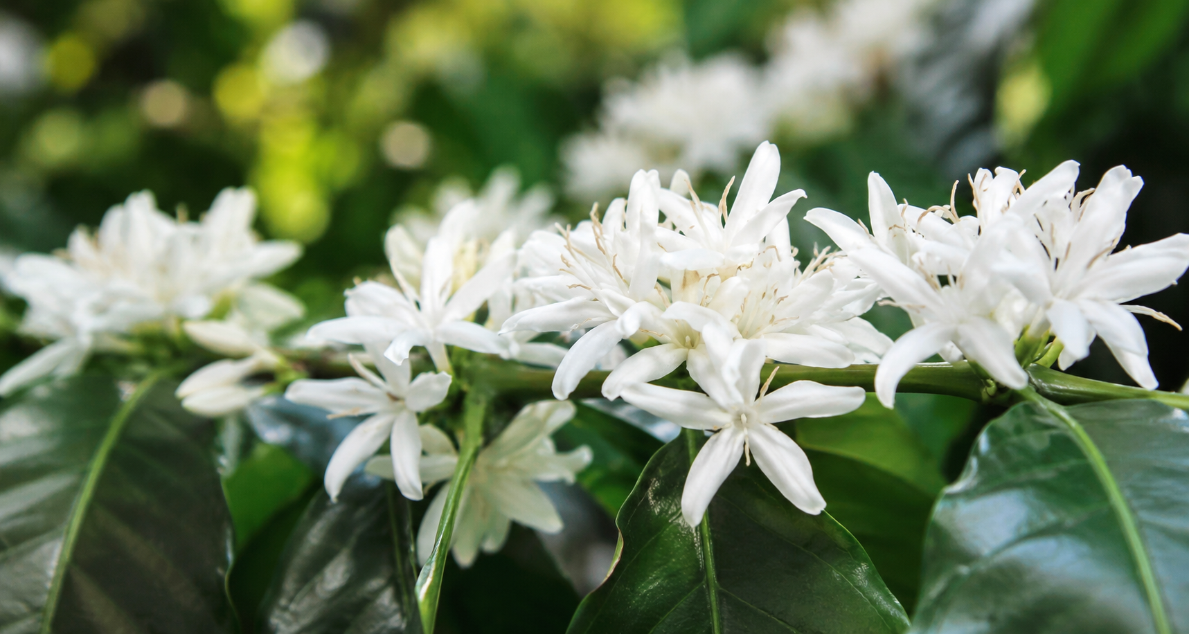 コーヒーの花から生まれた、特別な「コーヒーはちみつ」
