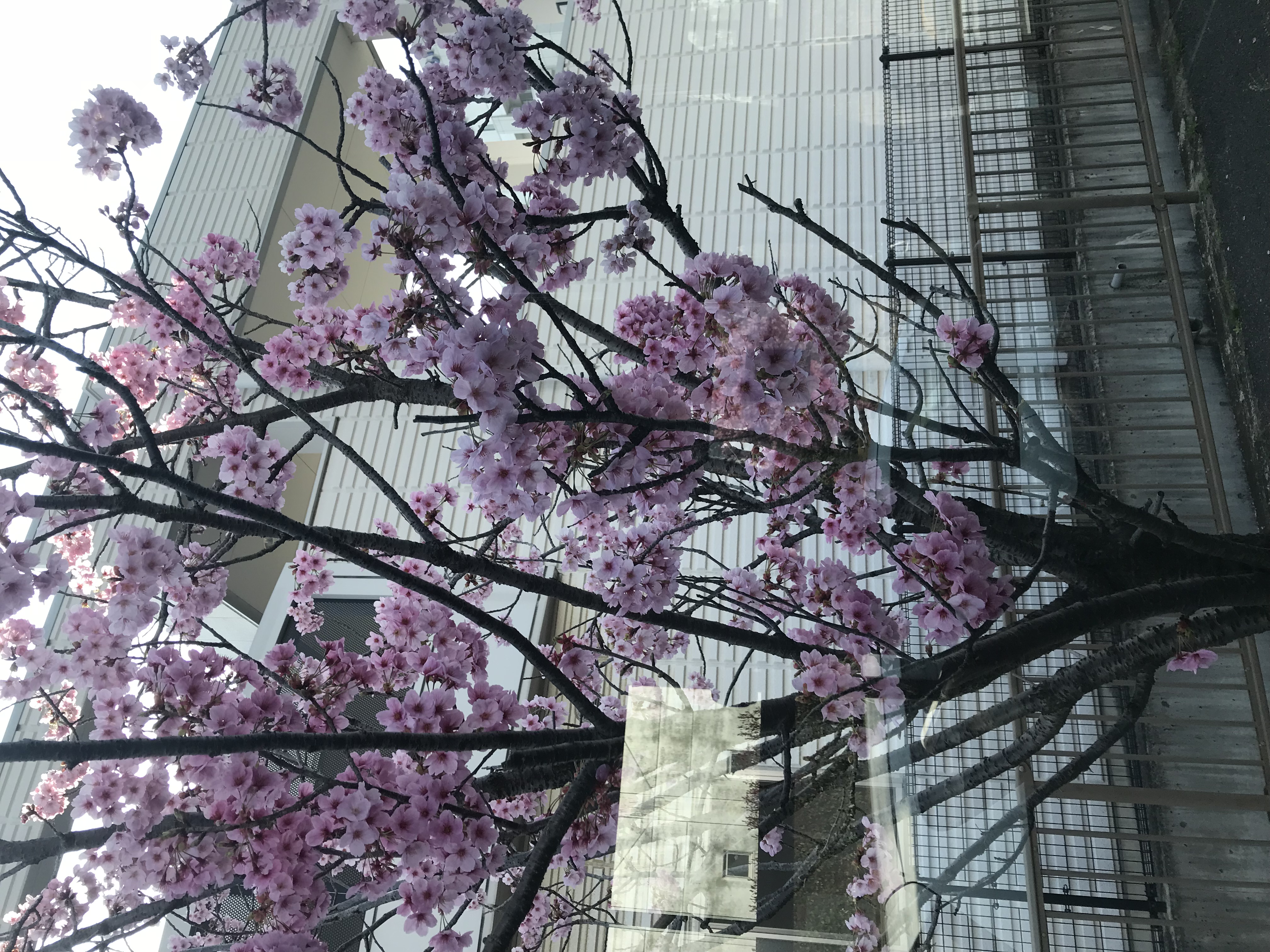 桜の咲く季節、お花見やお出かけにもピッタリなワンショルダーです