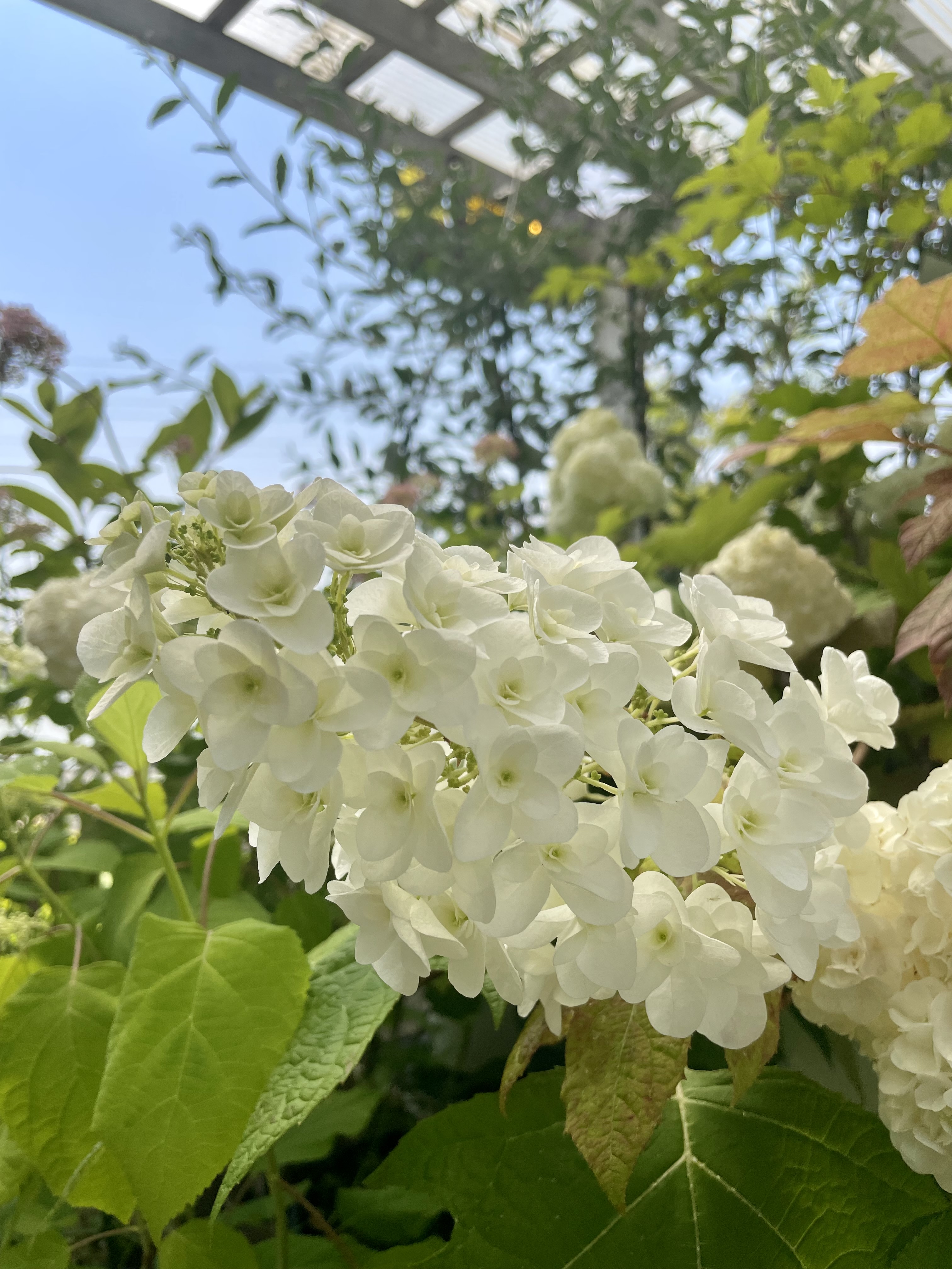 6月のお休みのお知らせです☂️