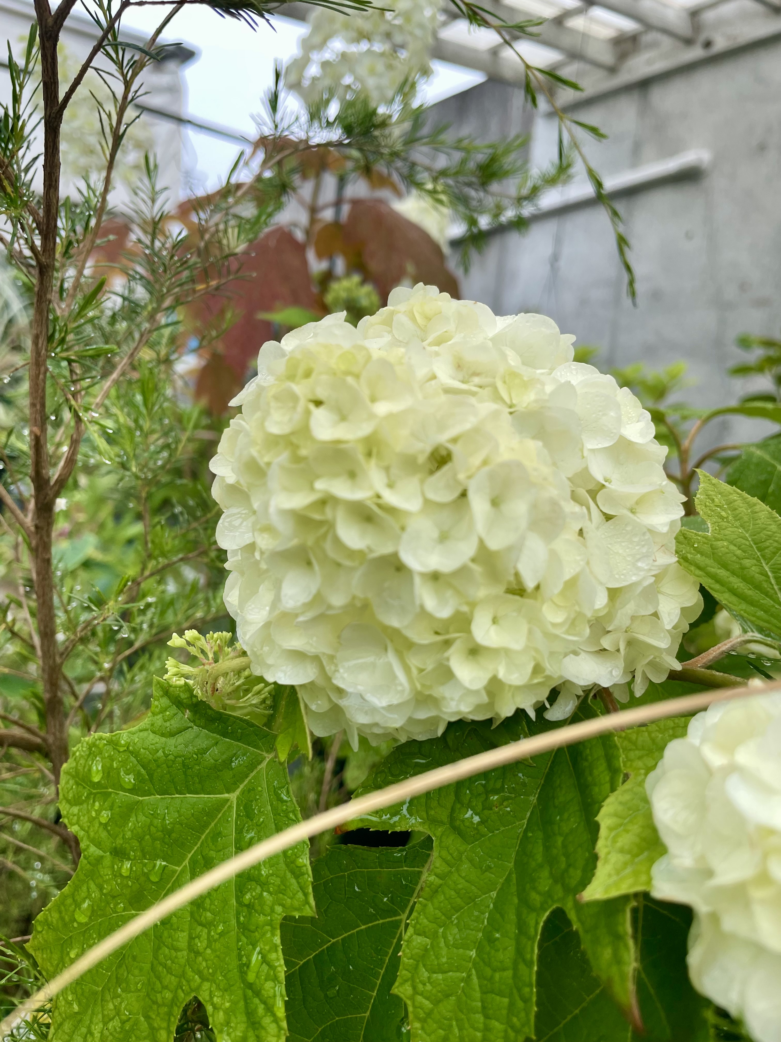 6月、梅雨シーズに入りました☂️