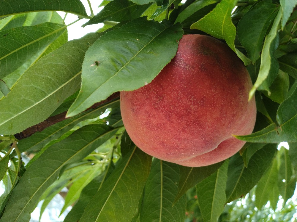 まどかの収穫をはじめました