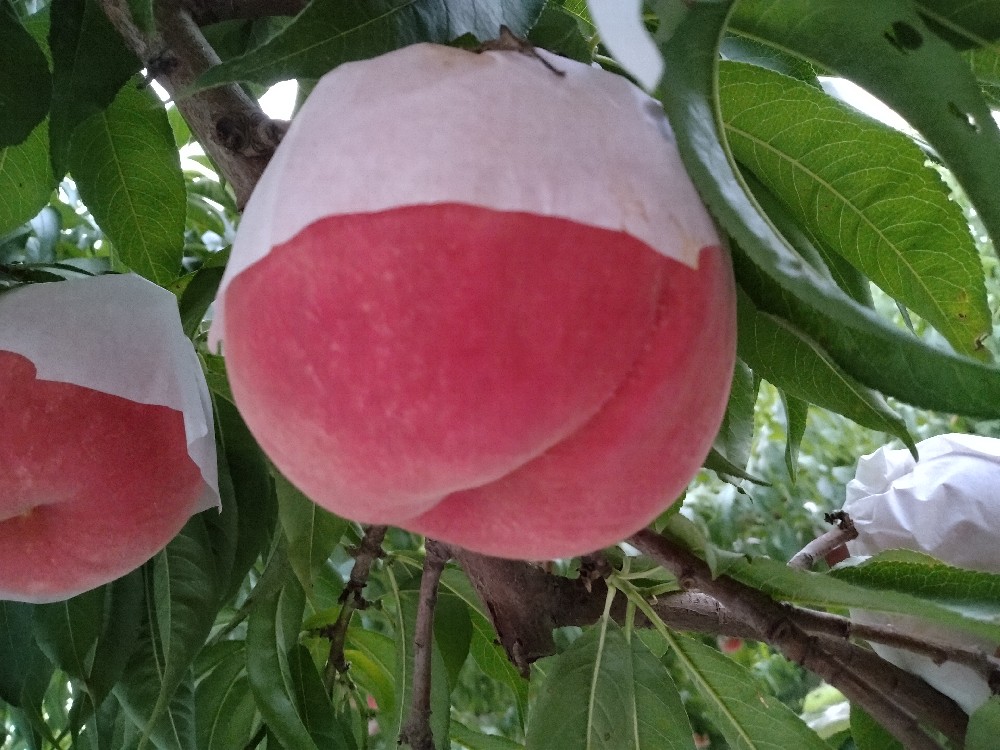 幸茜の収穫を始めました