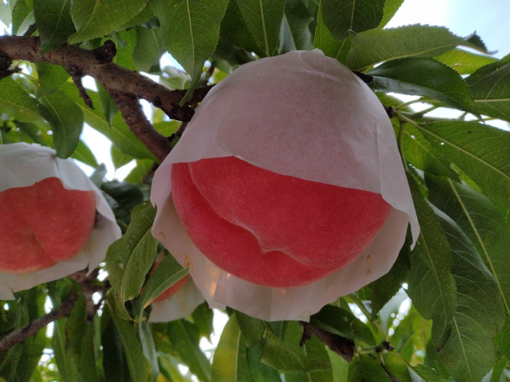 ゆめかおりの収穫をはじめました