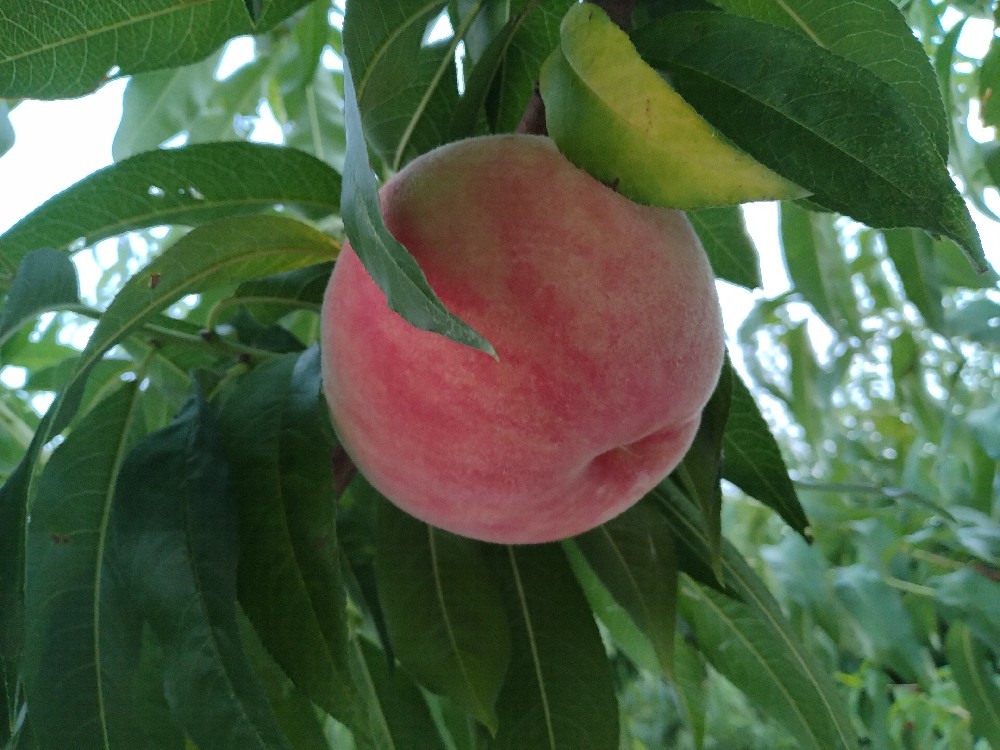 川中島白桃の収穫をはじめました