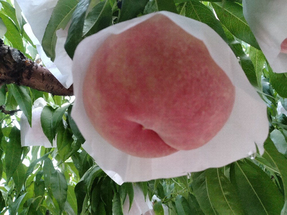 西王母の収穫をはじめました