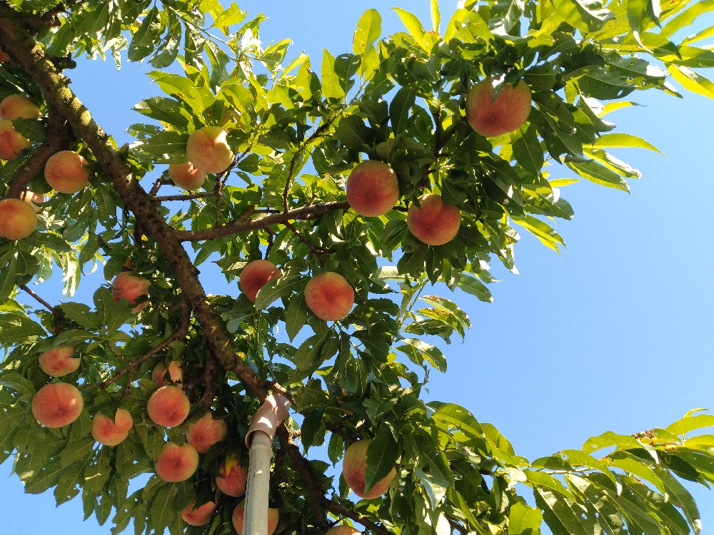 あかつきの生育状況