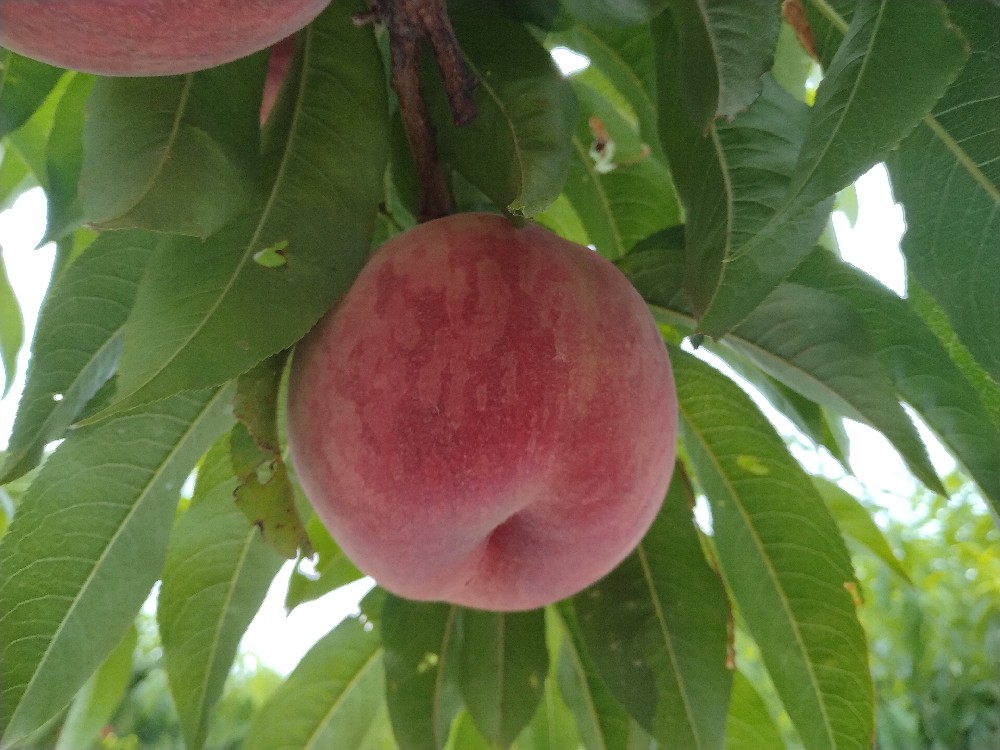 日川白鳳の収穫を始めました