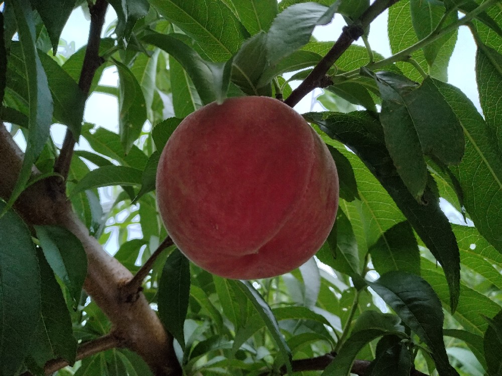 ふくあかりの収穫始めました