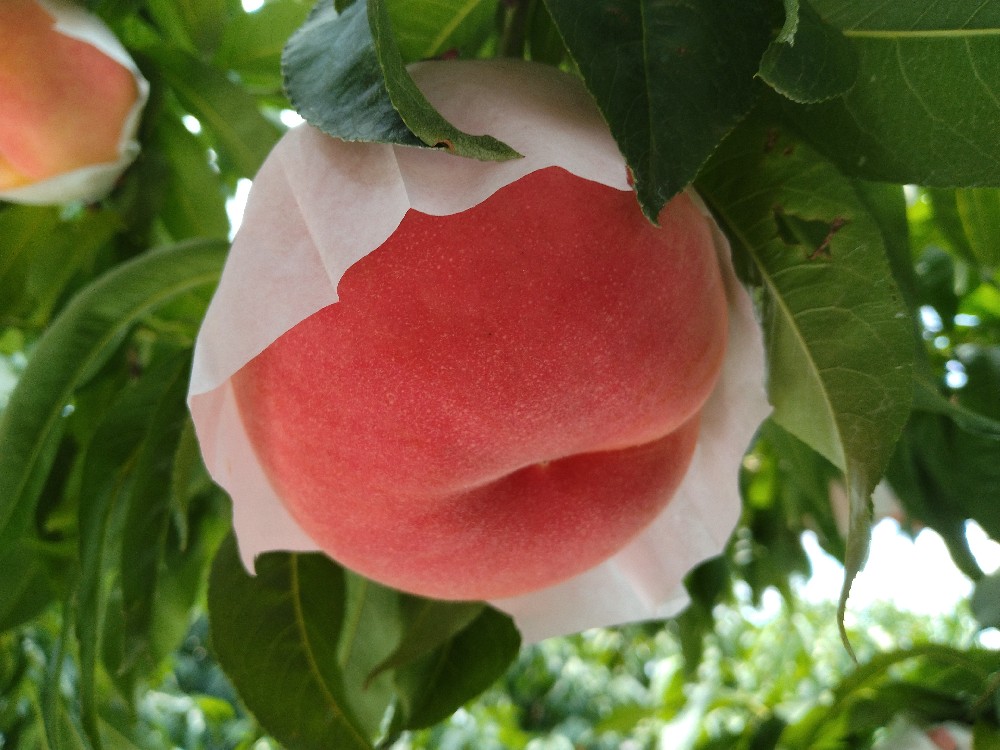 ゆうぞらの収穫をはじめました