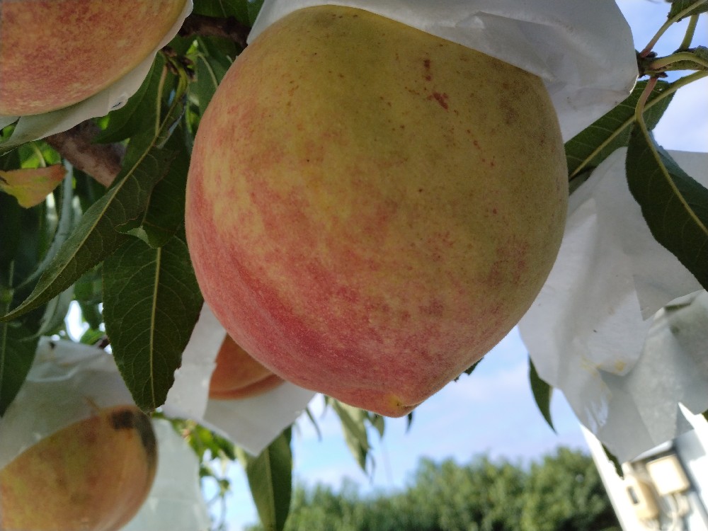 大寿蜜桃の収穫を始めました