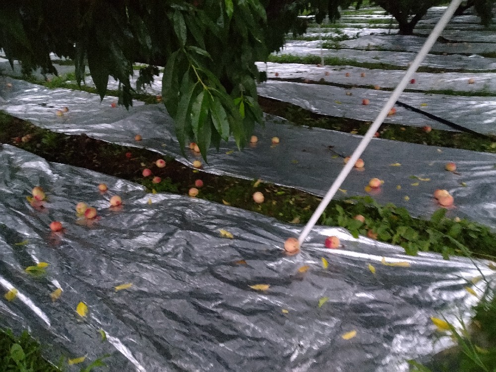 あかつきにつきまして