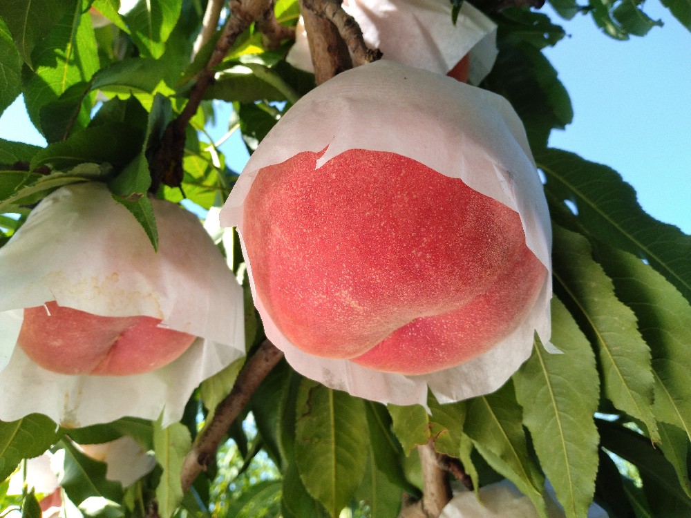 さくらの収穫はじめました