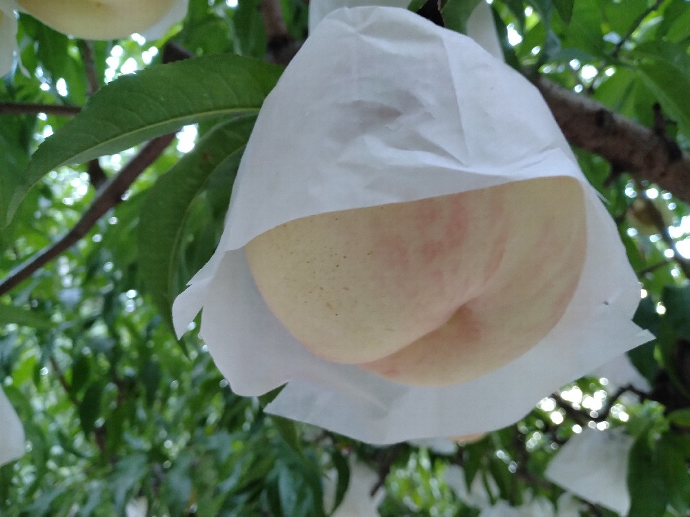 シーエックスの収穫をはじめました