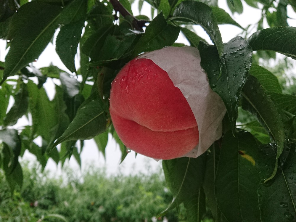 幸茜の収穫を開始しました