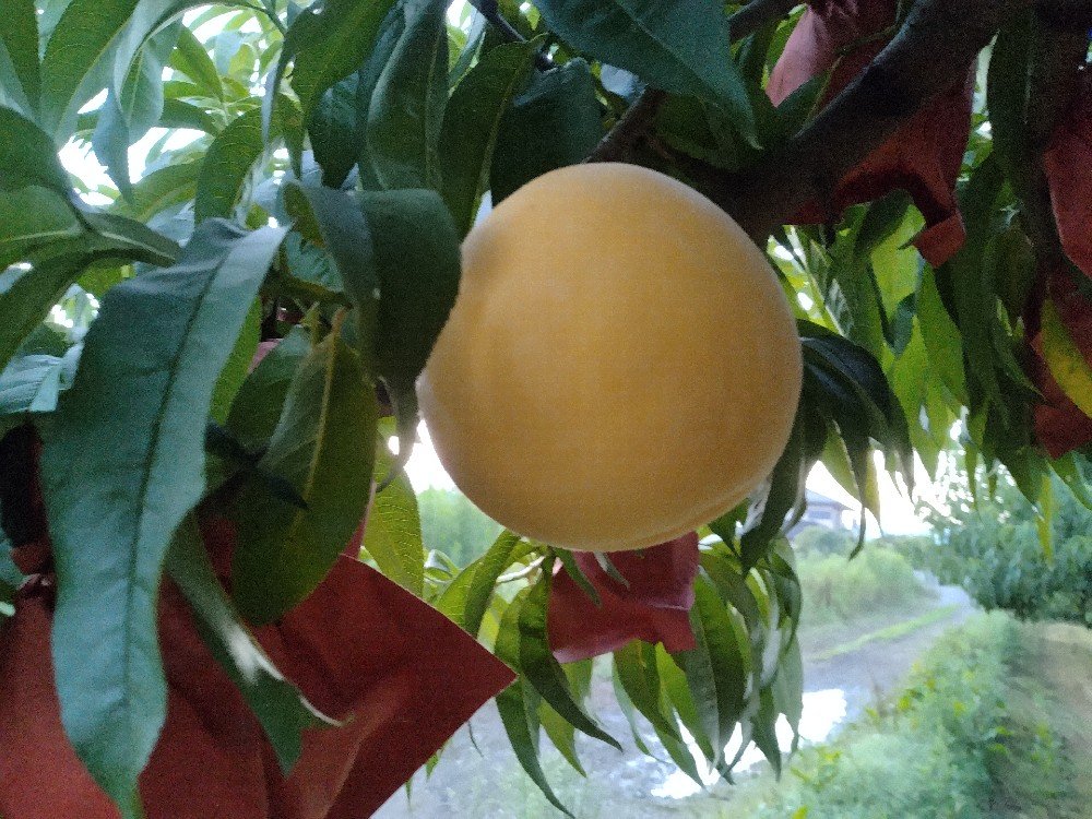 黄金桃の収穫はじめました