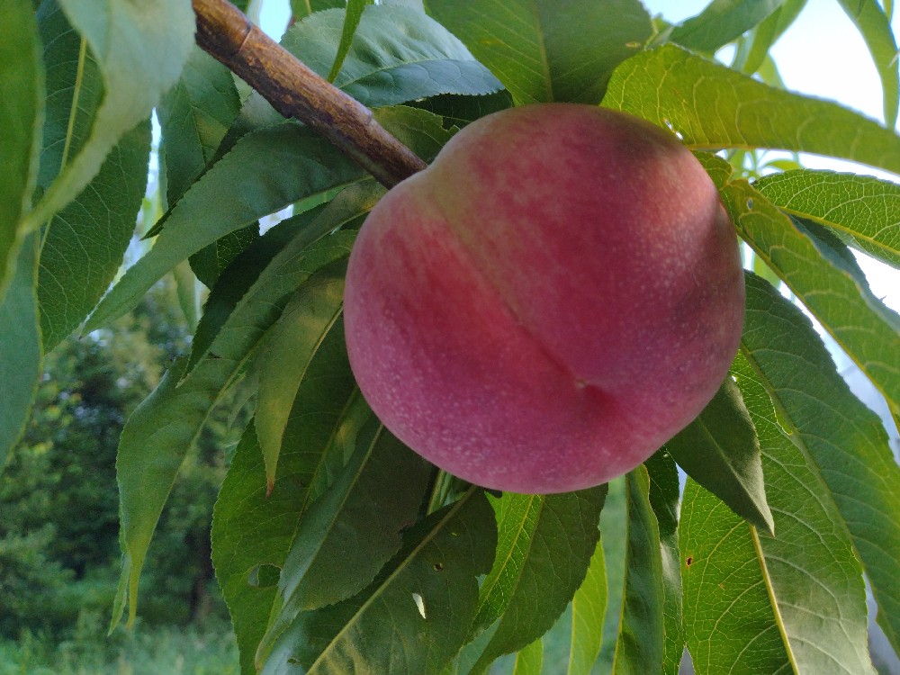 暁星の収穫開始です