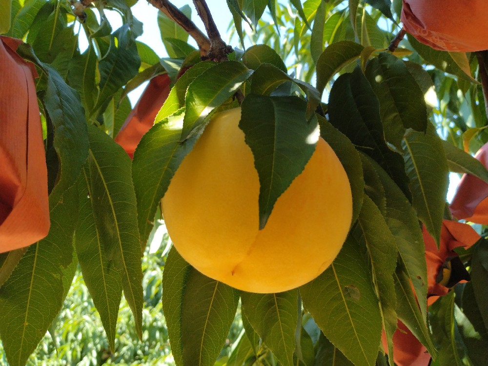 黄ららのきわみの収穫を始めました