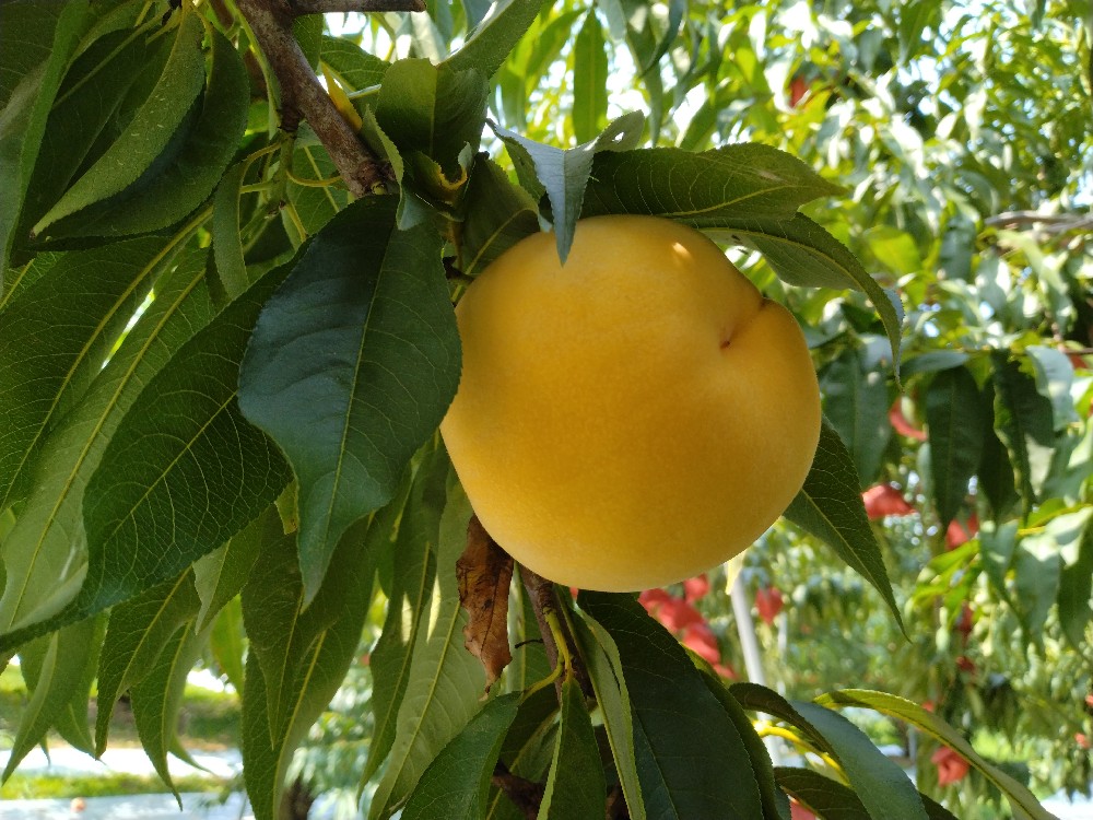 貴貴妃の収穫を始めました