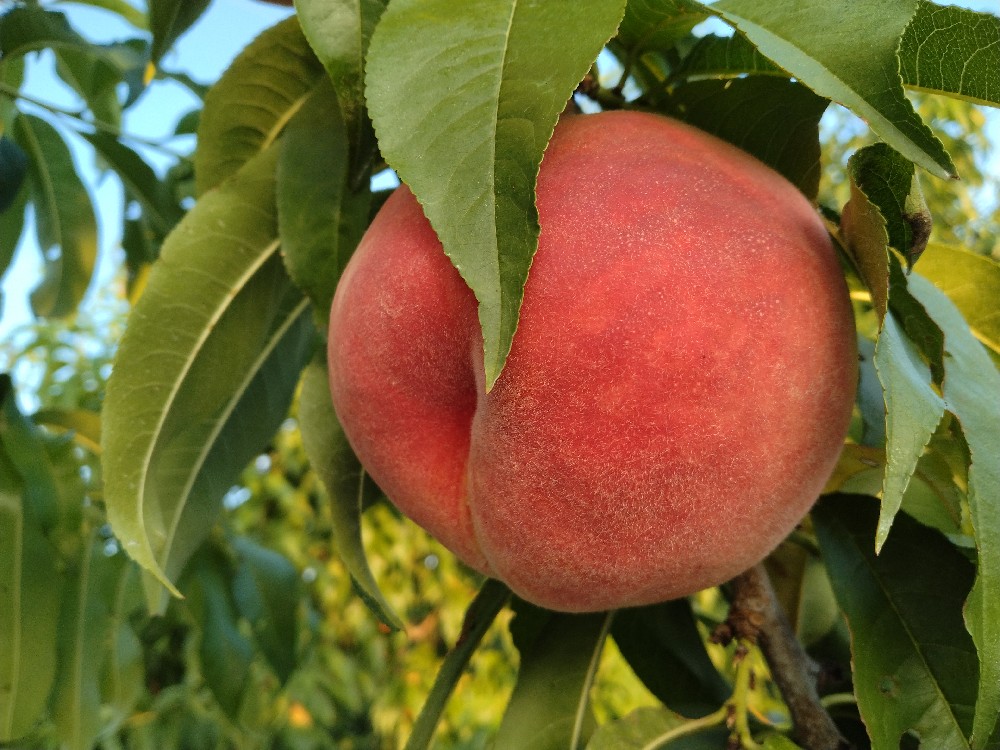 富月の収穫を始めました