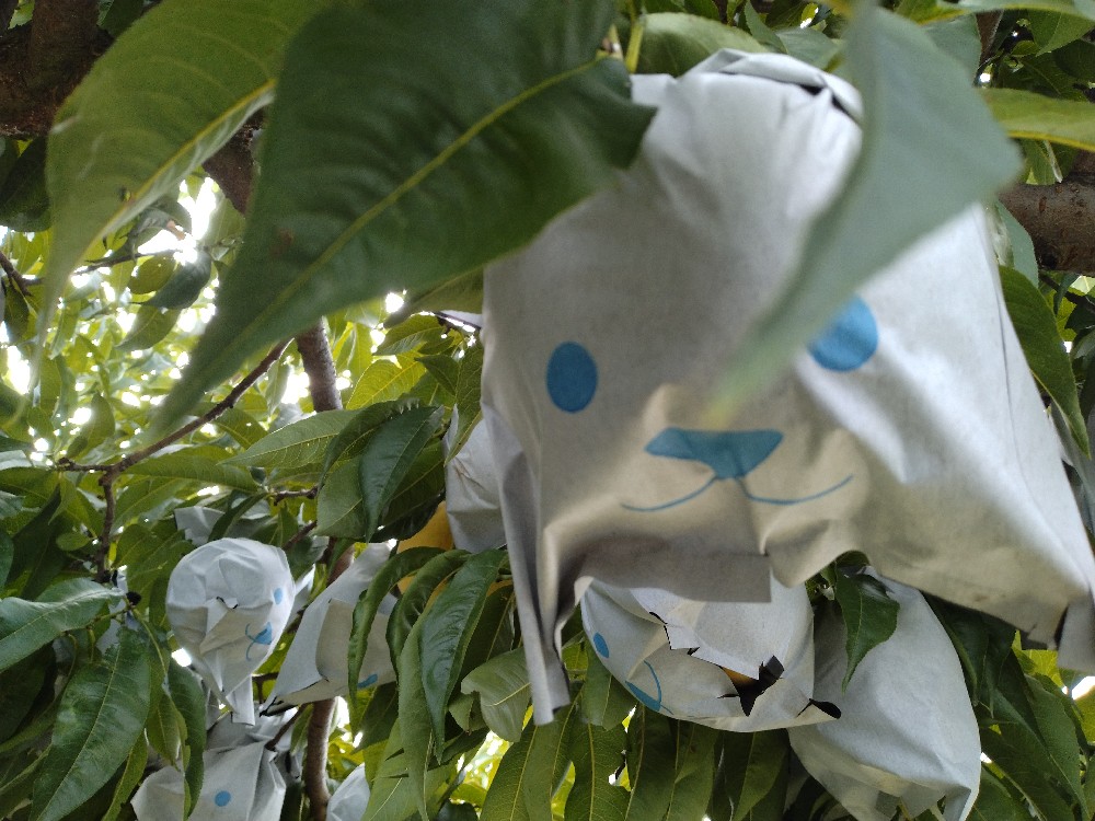 光月の収穫をはじめました