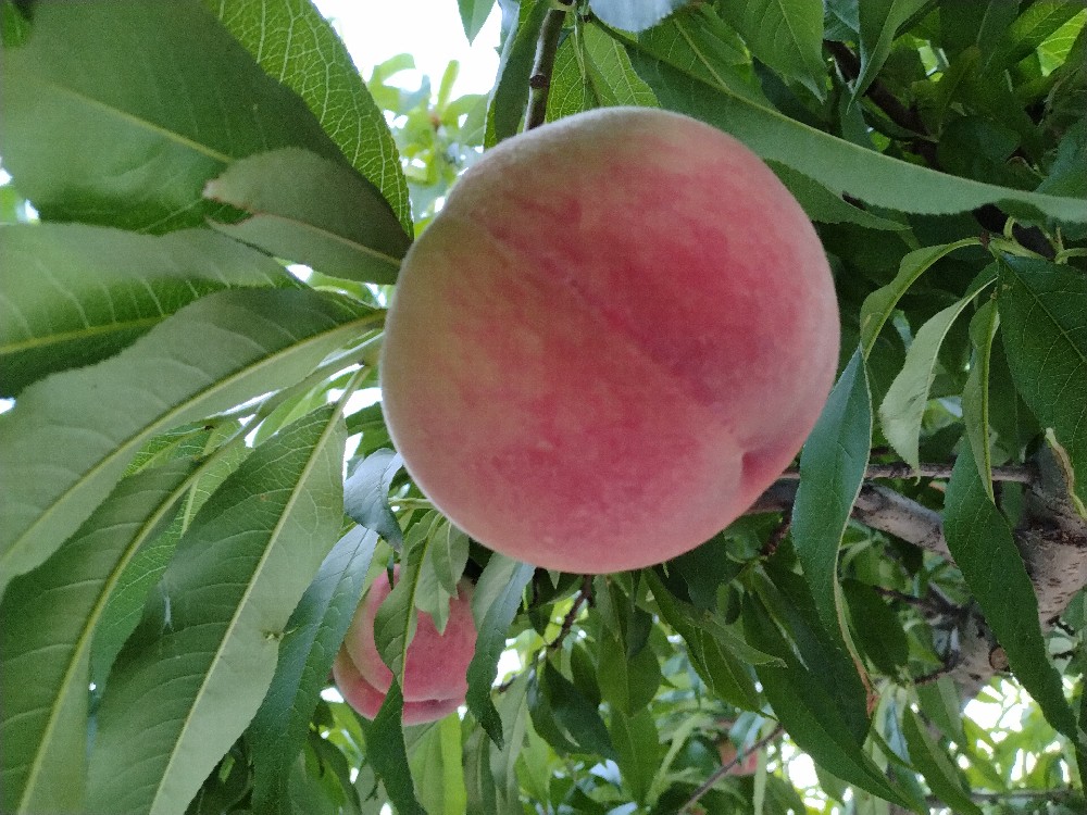 はつひめの収穫開始