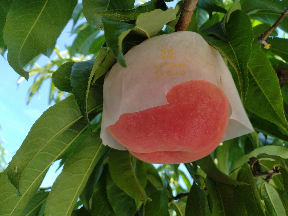 ゆうぞらの収穫はじめました