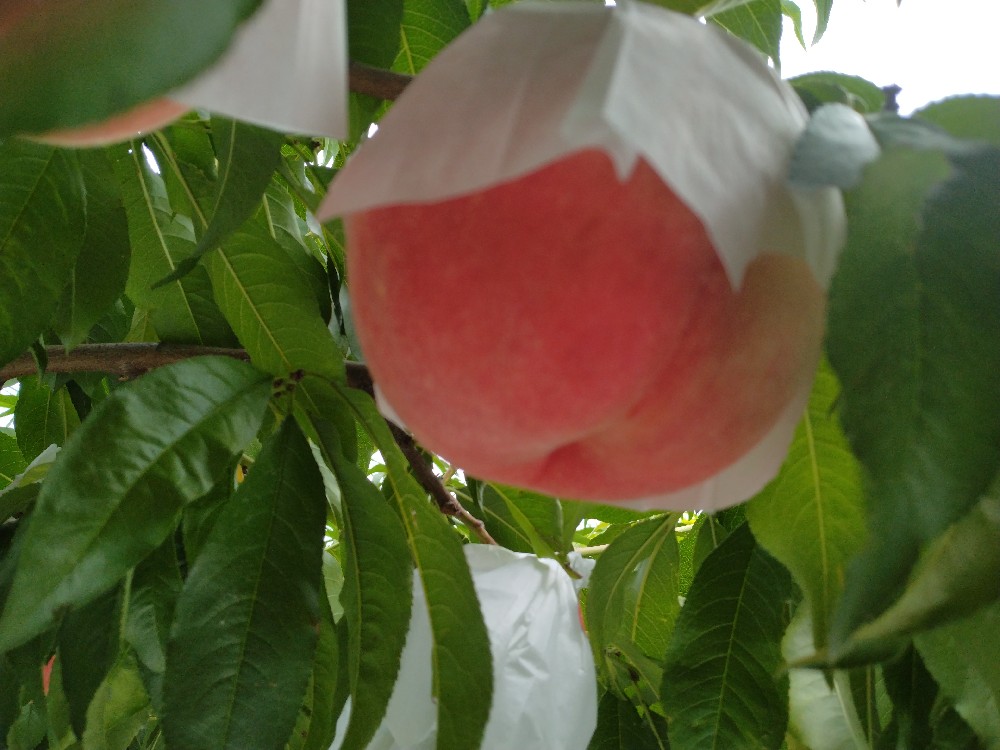 幸茜の収穫を始めました